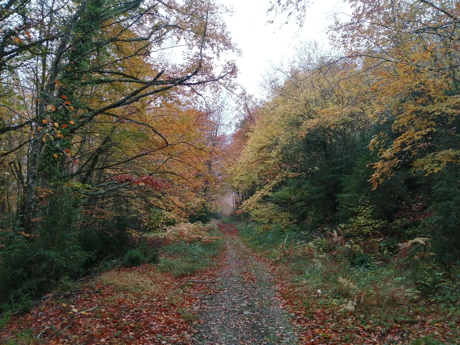 Monte MEANO en Otoño